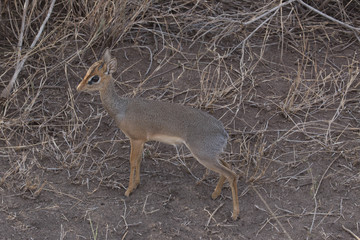 Dick dick safari tanzanie