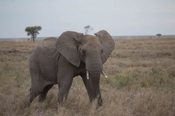 Elephant safari tanzanie
