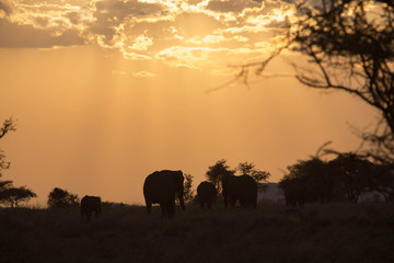 Fototapeta na wymiar Elephant safari tanzanie