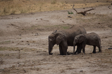 Elephant safari tanzanie