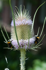 Wilde Karde