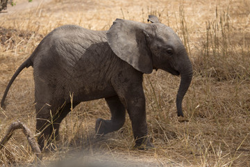 Obraz premium Elephant safari tanzanie