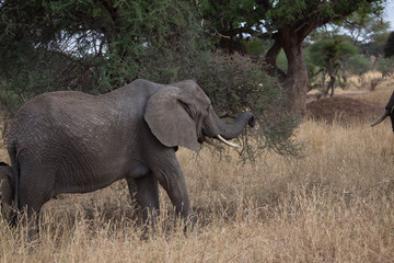 Fototapeta premium Elephant safari tanzanie