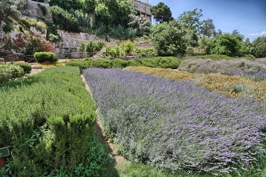 Cagliari. Siepe di piante officinali nell'Orto dei Cappuccini