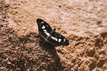 Butterfly standing on soil ground