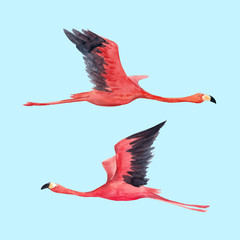 Watercolor flamingo vector illustration