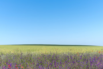 Obraz na płótnie Canvas Agricultural landscape in Podolia region of Ukraine