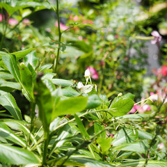 red currant bush in spring