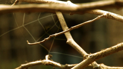 closeup of spider net at a tree branch