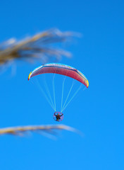 Paragliders