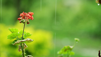 The heavy rain fall in the garden's red flowers