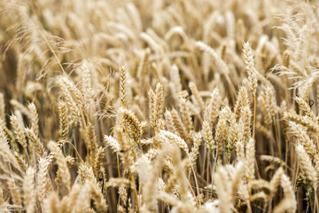 A field with cereals.A field with cereals.