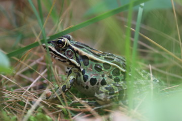 frog