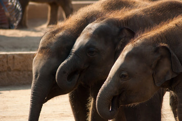 Fototapeta premium Elephant of India