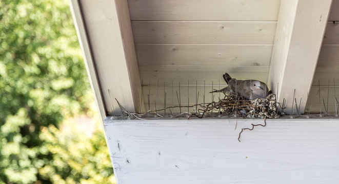 Taube br&uuml;tet Eier in Nest, Taubenschutz