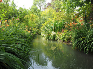 pond in the garden