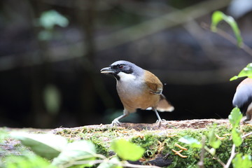 Obraz premium White-cheeked laughingthrush (Garrulax vassali) in Da lat, Vietnam