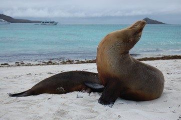 Fototapeta premium Galapagos Sea Lion