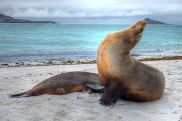 Fototapeta premium Galapagos Sea Lion