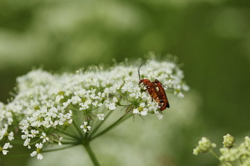 Common red soldier beetle (Rhagonycha fulva)