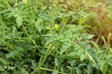 Young tomato plant blooms in greenhouse. Green background. Sunny light. Copy space