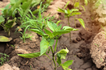 Young plant of sweet pepper blooms in greenhouse. Green background. Sunny light. Copy space