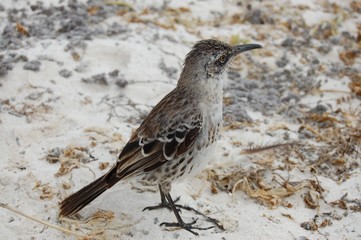 Galapagos Islands