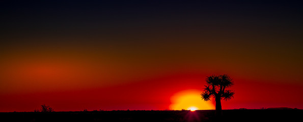 Quiver tree silhouetted at sunset in the Namaqualand natural region in the Northern Cape province of South Africa image with copy space in landscape format