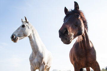 Dark Brown and White Horses Outdoors on a Bright Sunny Day.