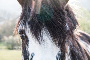 Bi-Coloured Blue Eyes Horse on a Sunny Summer Day with Chromatic Aberration.
