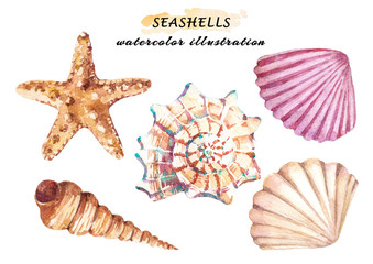 Watercolor set of underwater life objects - various tropical seashells and starfish. Hand drawn illustrations isolated on white background.