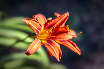 Obraz premium lily
