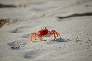 Galapagos Islands