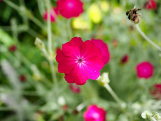 pink flowers in the garden