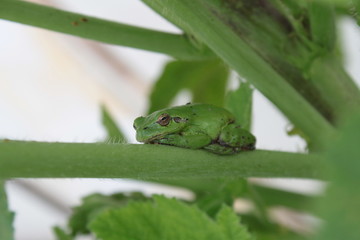 Grenouille