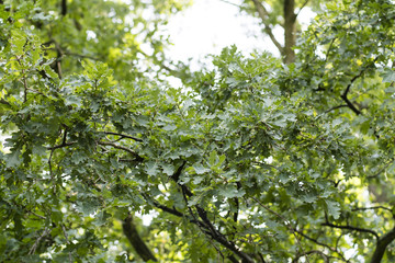 Fototapeta na wymiar Young acorns on oak with wet leaves after the rain.