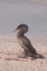 Galapagos Kormoran nicht fliegend