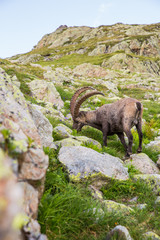 Alpine Wild Ibex Eating in front of a Rock on a Sunny Summer Day.