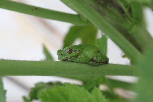 Grenouille