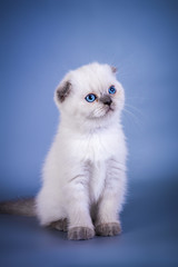 Cute scottish fold shorthair silver color point kitten with blue eyes