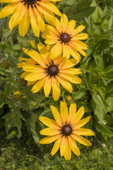 Yellow flowers, large after rain, resembling daisy.