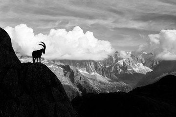 Wild Ibex in front of Iconic Mont-Blanc Mountain on a Sunny Summer Day