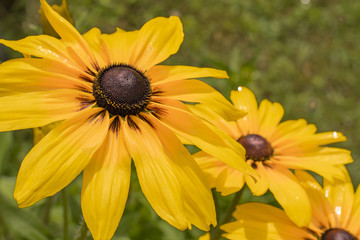 Yellow flowers, large after rain, resembling daisy.