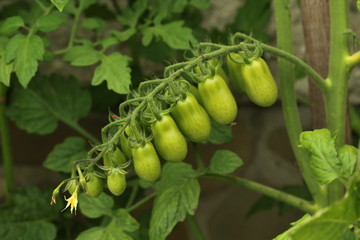 Tomato (Solanum lycopersicum)