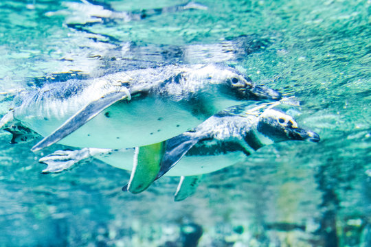 Penguins swim in the aquarium of Genoa (Italy)