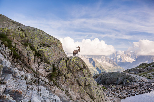 Wild Ibex in front of Iconic Mont-Blanc Mountain on a Sunny Summer Day.