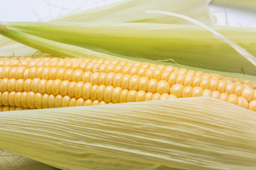 Corn Cob. Fresh peeled cobs of corn