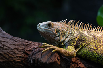 Lezard