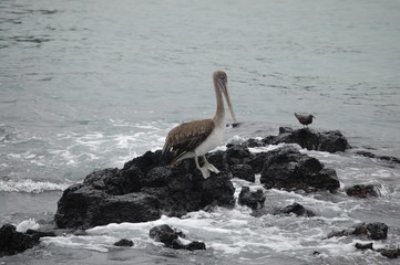 Galapagos Fauna