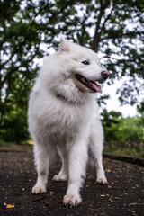beautiful white dog of Samoyed Laika